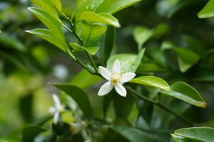 Brume d’oreiller à la fleur d’oranger : recette naturelle pour un rituel du soir Brume d’oreiller à la fleur d’oranger : recette naturelle pour un rituel du soir